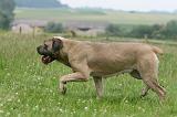 CANE CORSO 1115